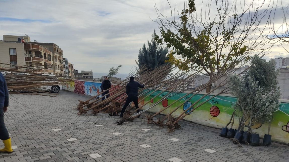 Osmanlı'da Bir Dikili Ağacım Olsun Projesi 